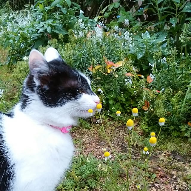 yum0408さんの実例写真