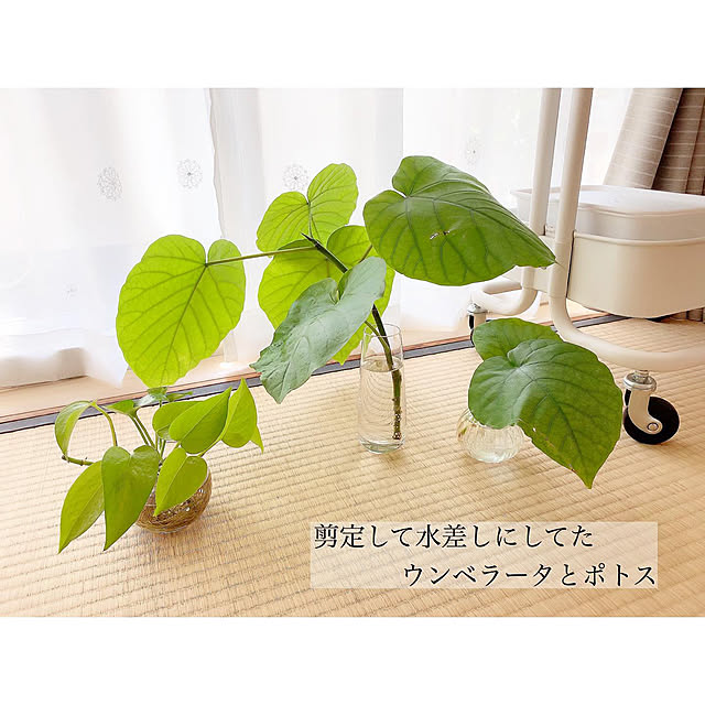 chaluさんの実例写真