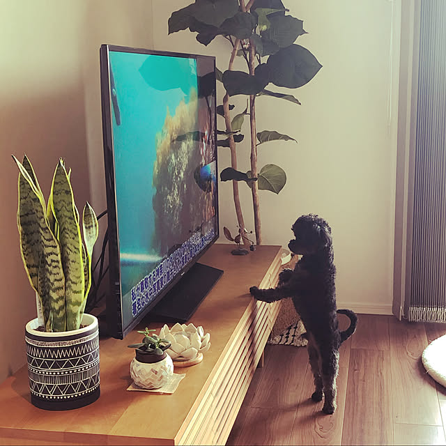 komumonさんの実例写真