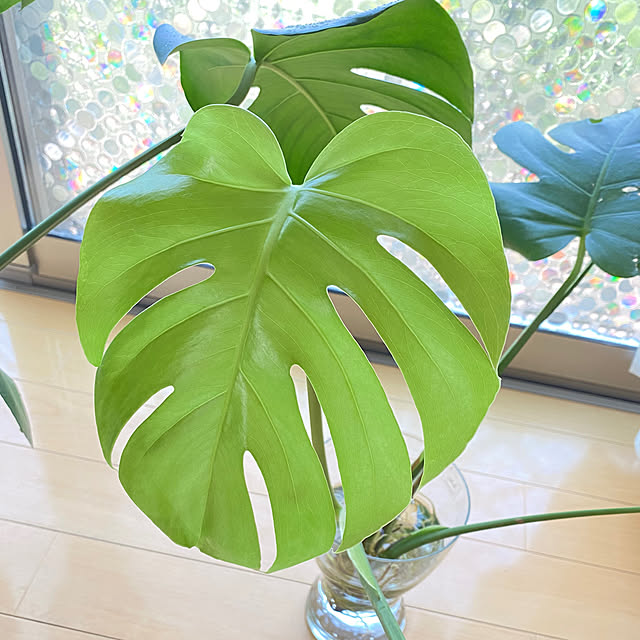 cocoさんの部屋