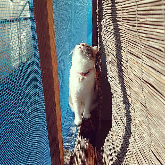 fukuさんの実例写真