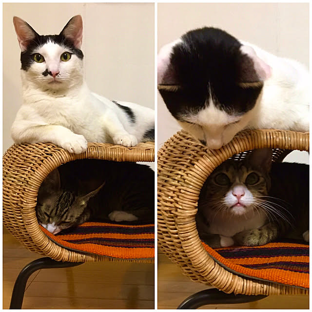 nobikoさんの実例写真