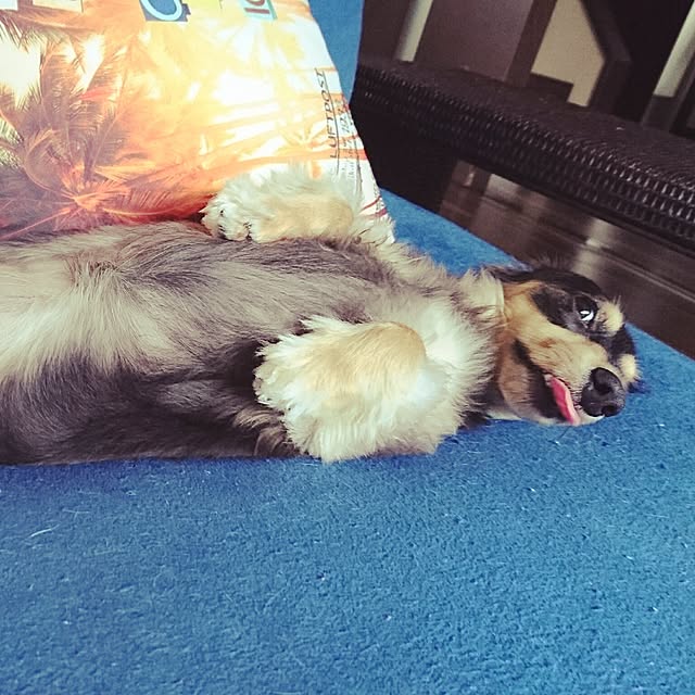 cocosorasakuさんの実例写真