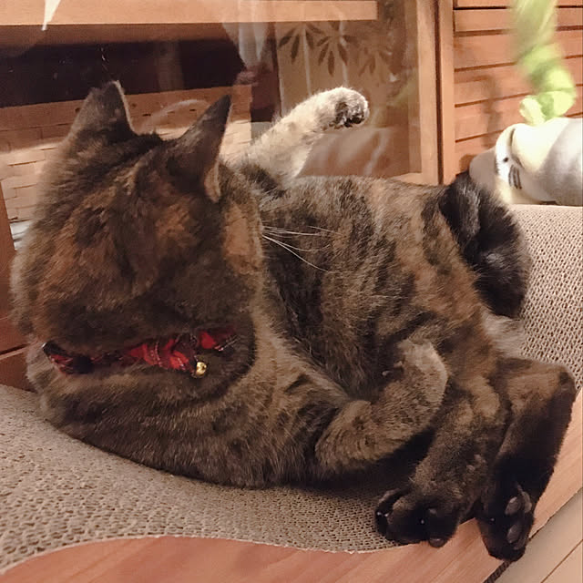 oasisさんの実例写真