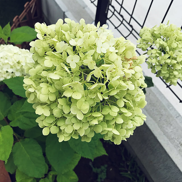 canmilmamaさんの実例写真