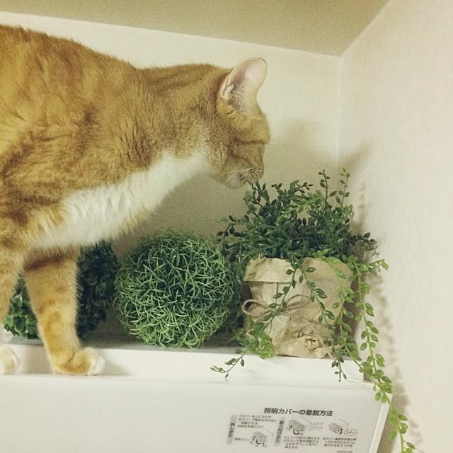 Yasumiさんの実例写真
