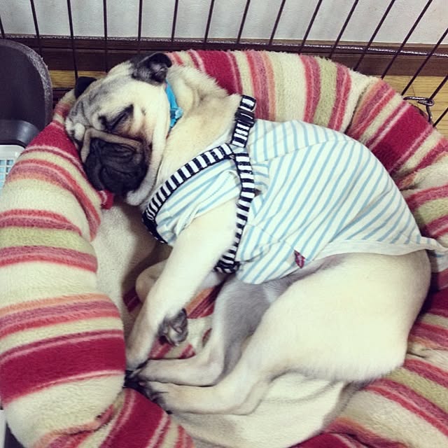 jdannabcさんの実例写真