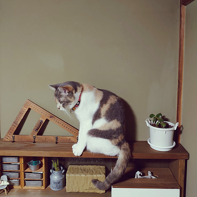 fukuさんの実例写真