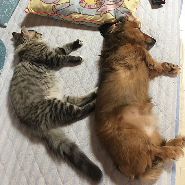CATさんの実例写真