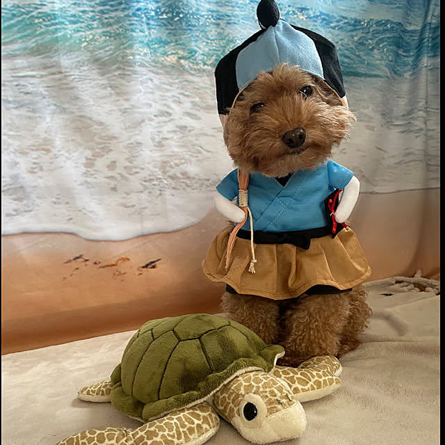 mococoさんの実例写真
