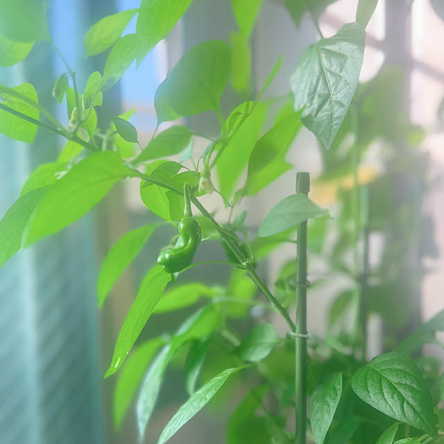 Ritsuさんの実例写真