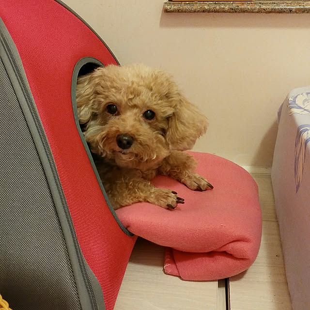 Karkeeさんの実例写真
