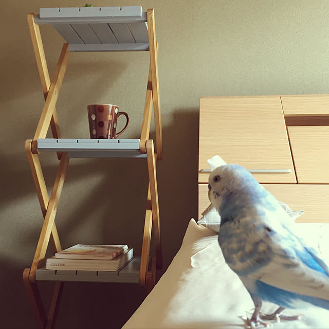 toratanさんの実例写真