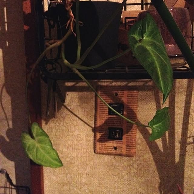 greさんの実例写真