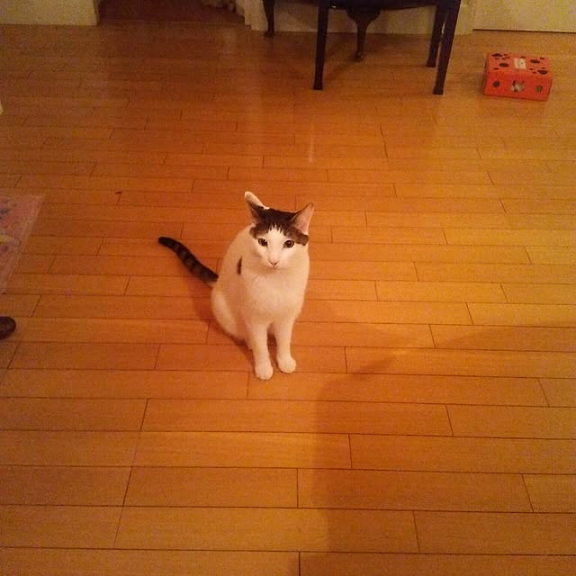 sakuraさんの実例写真