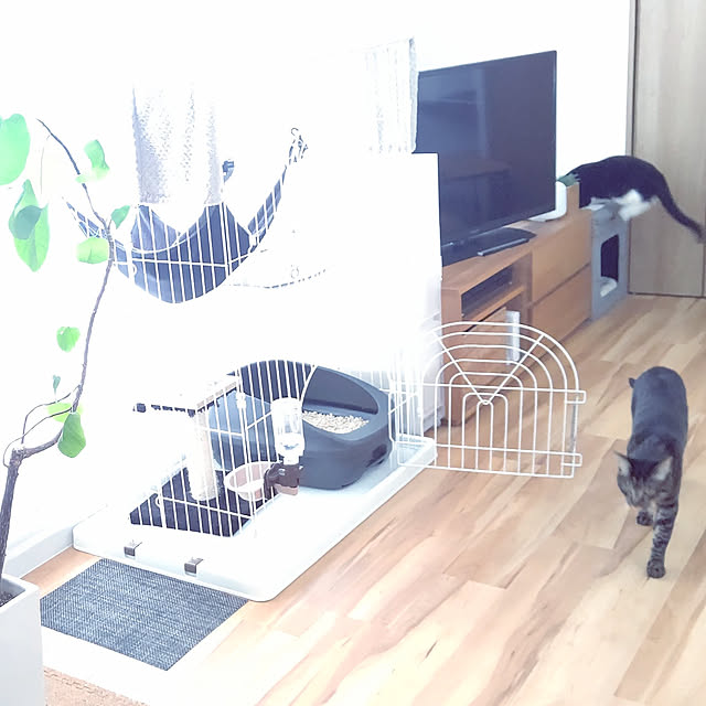 hihaさんの実例写真