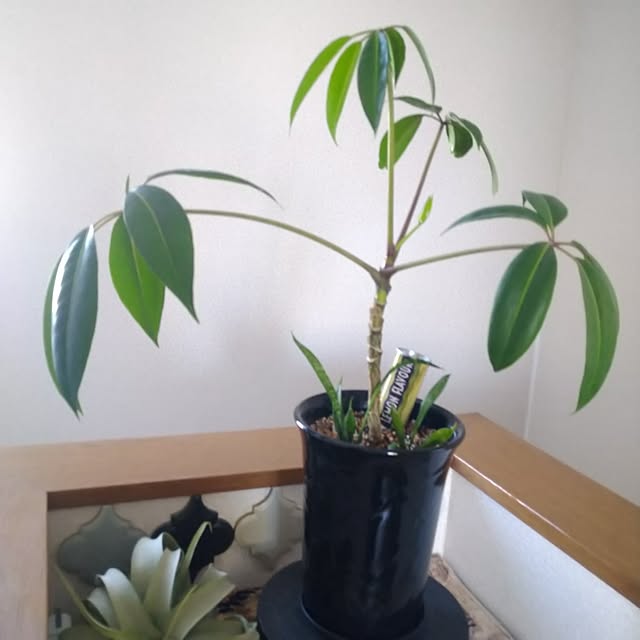 nippopoさんの部屋