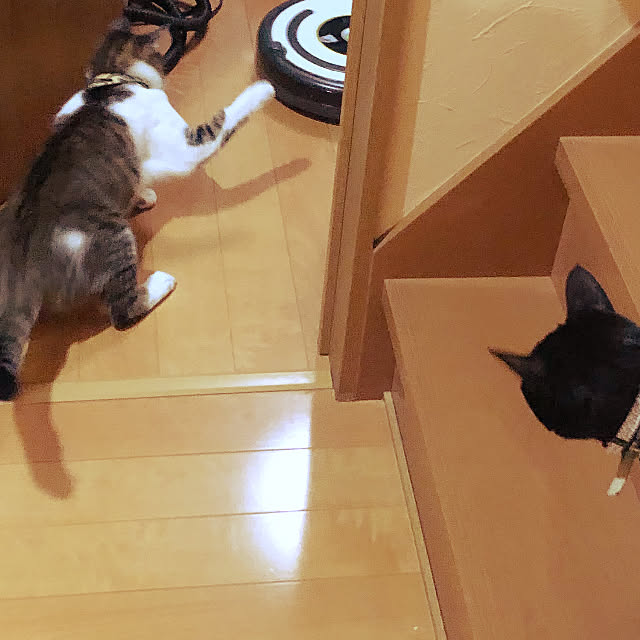 jijiさんの実例写真