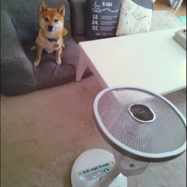 kotaさんの実例写真
