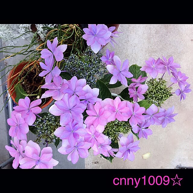 cnny1009さんの実例写真