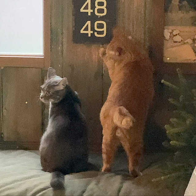 ayuさんの実例写真