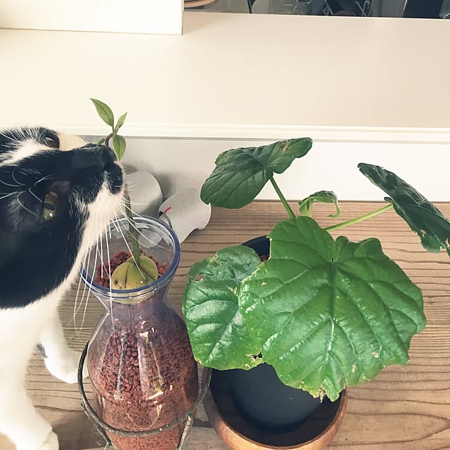 mikomaruさんの実例写真