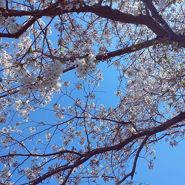 Bienvenueさんの部屋