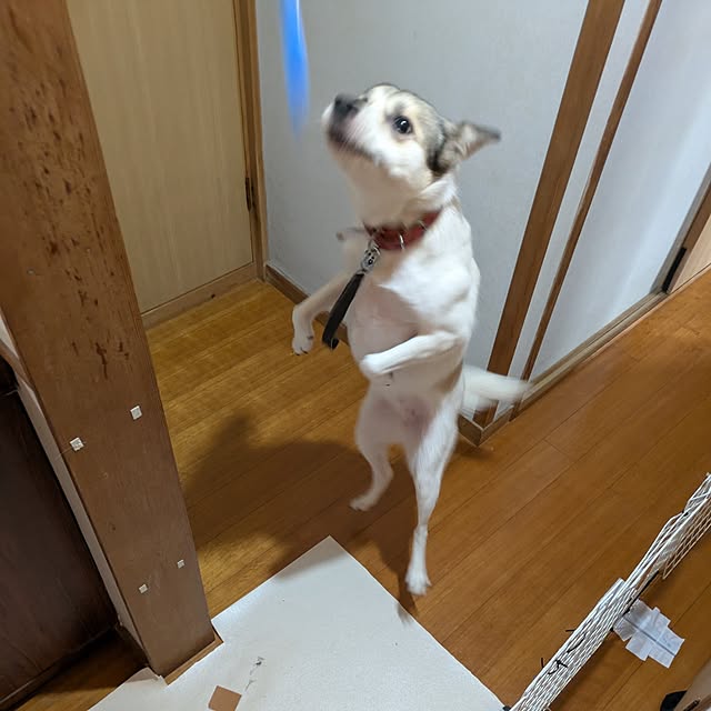 asaさんの部屋