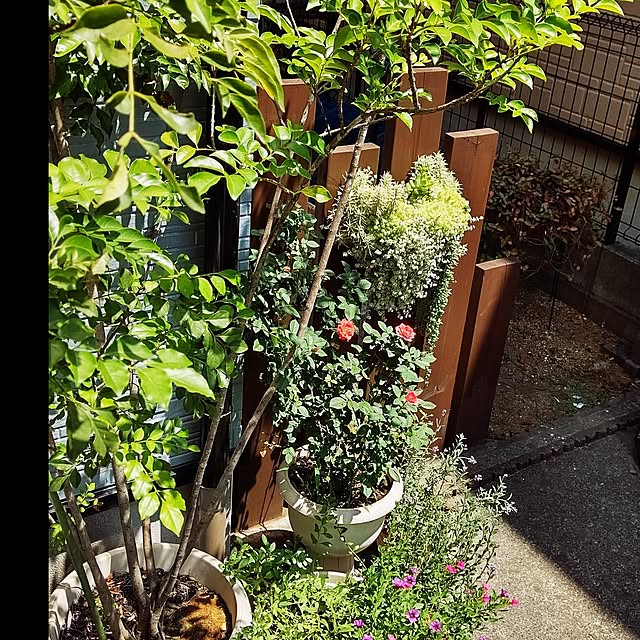 koko5さんの実例写真