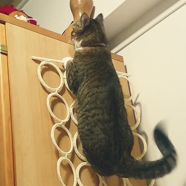 yockenさんの実例写真