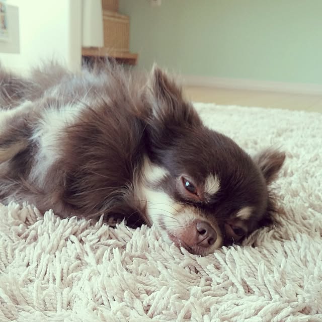 sakuさんの実例写真