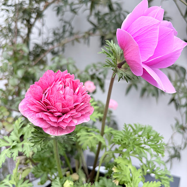 chipsさんの実例写真