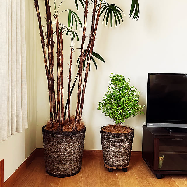 観葉植物/リビングのインテリア実例 - 2023-04-08 14:39:26