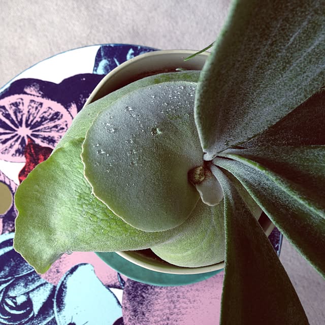 komachangさんの実例写真