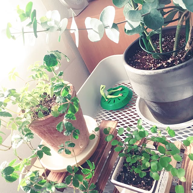 mi-coさんの実例写真