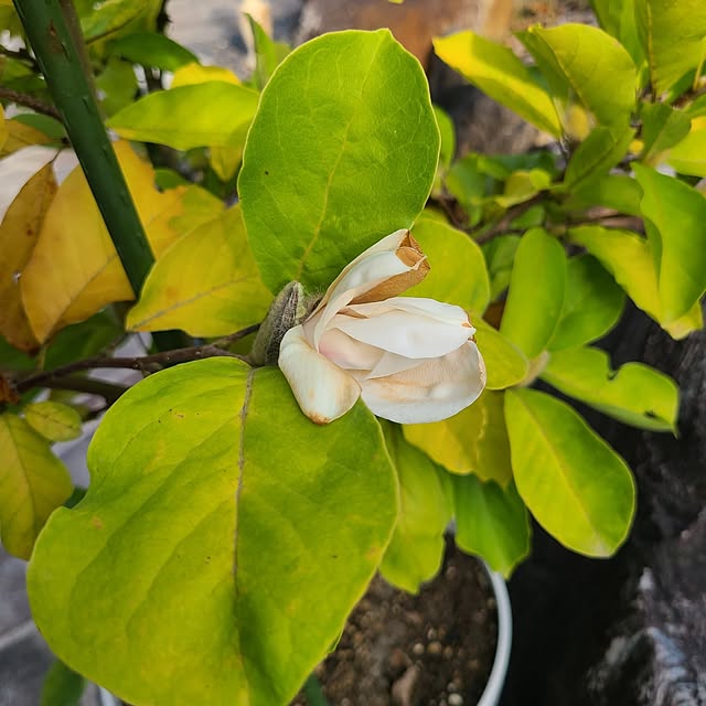 Rubiconさんの部屋