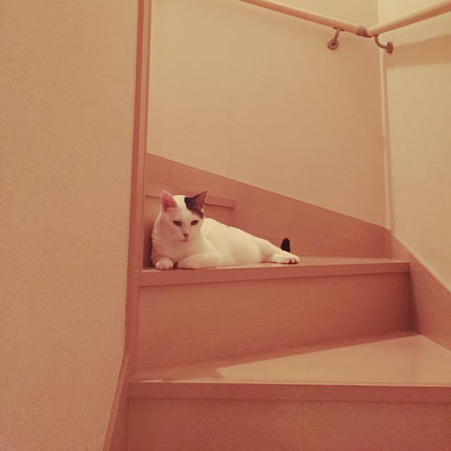 coedodecoさんの実例写真