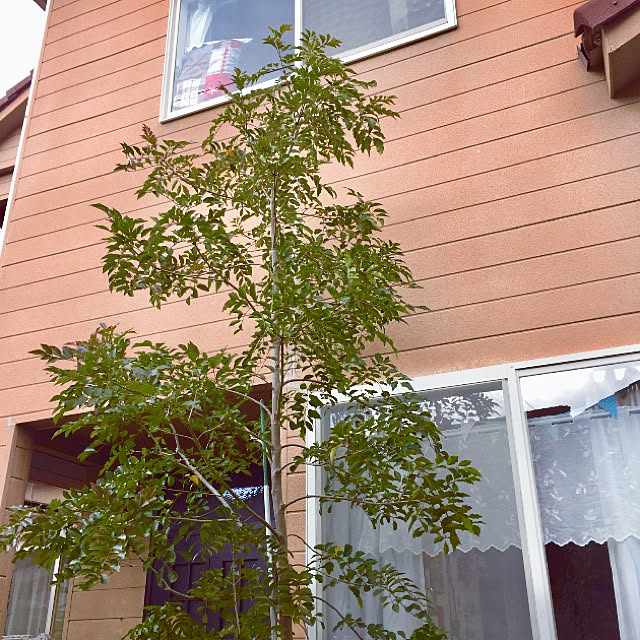 takakoさんの実例写真