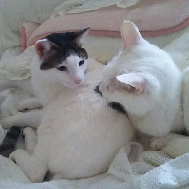 sakuraさんの実例写真