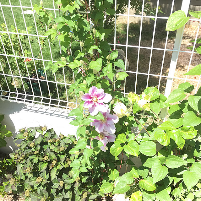 MAKARONさんの実例写真