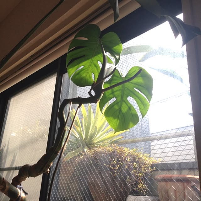 Bobさんの実例写真