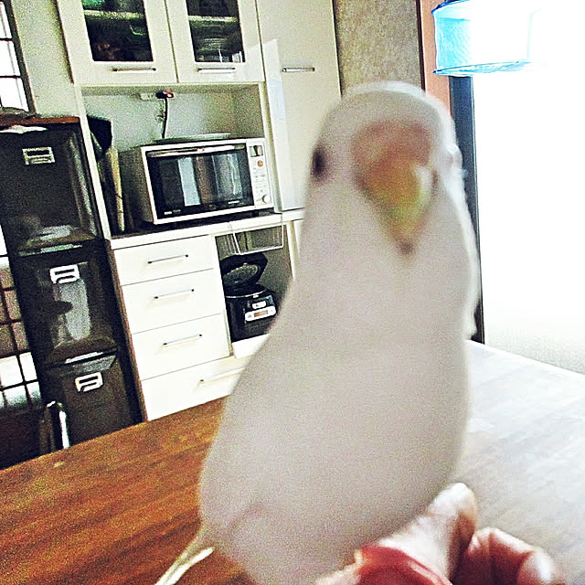 paruさんの実例写真