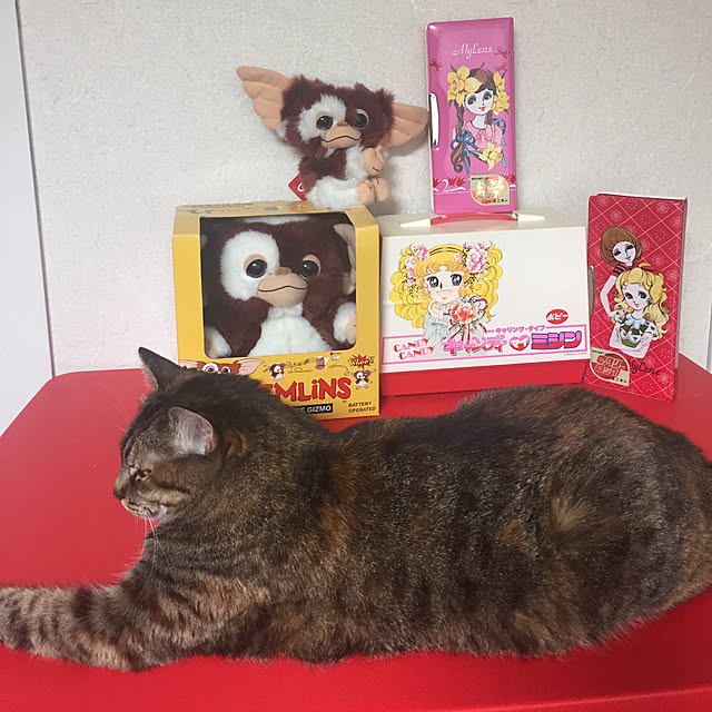 pokioさんの実例写真