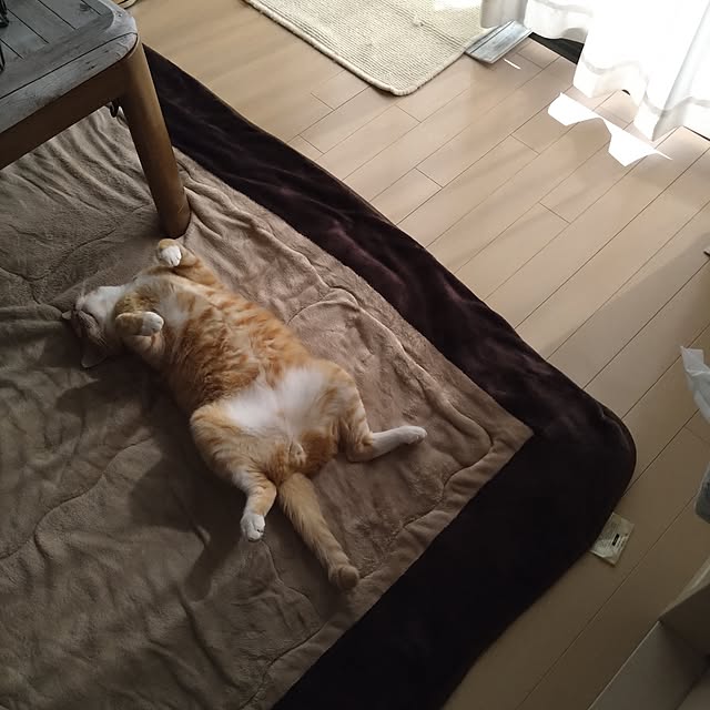 koromaroさんの部屋
