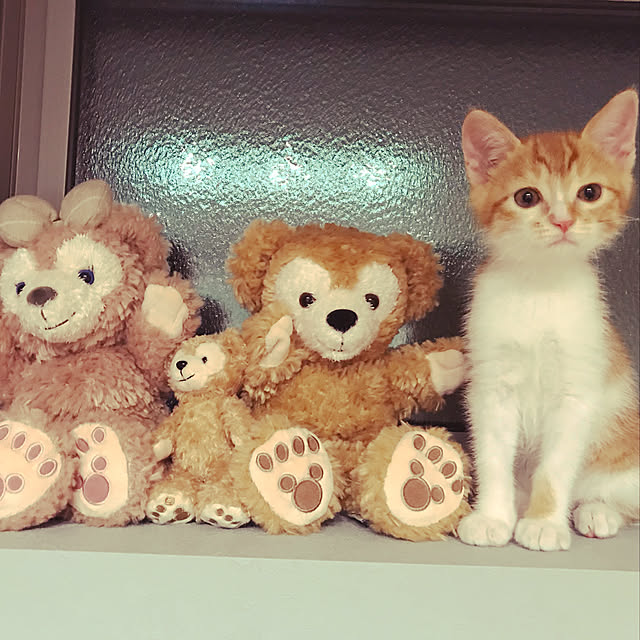 Kobamiさんの実例写真