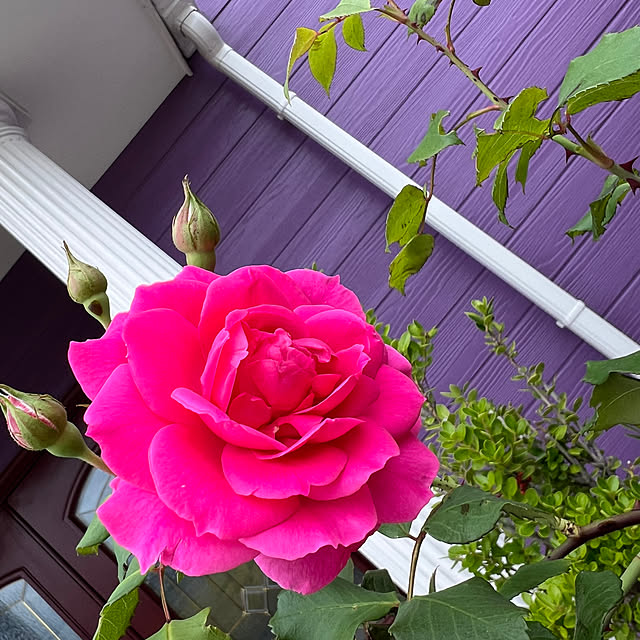 AYUKOさんの実例写真