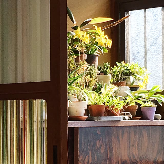 kotomouさんの実例写真