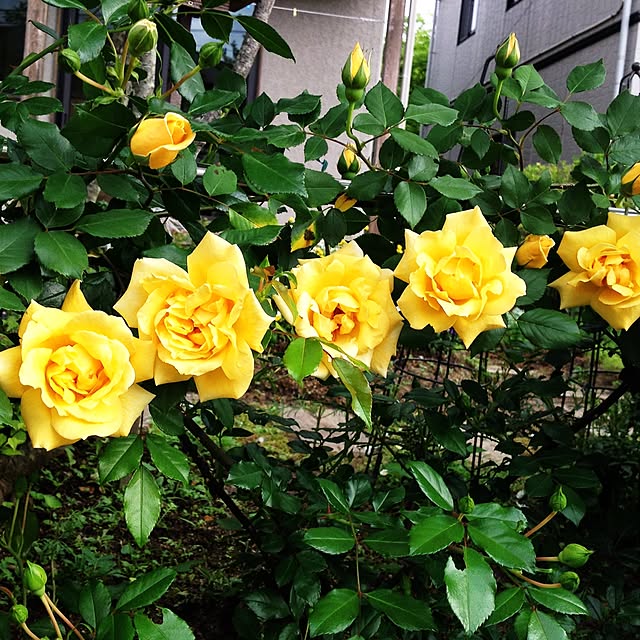 picopico1205さんの実例写真