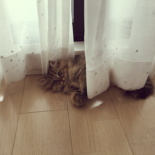 sachie.さんの実例写真