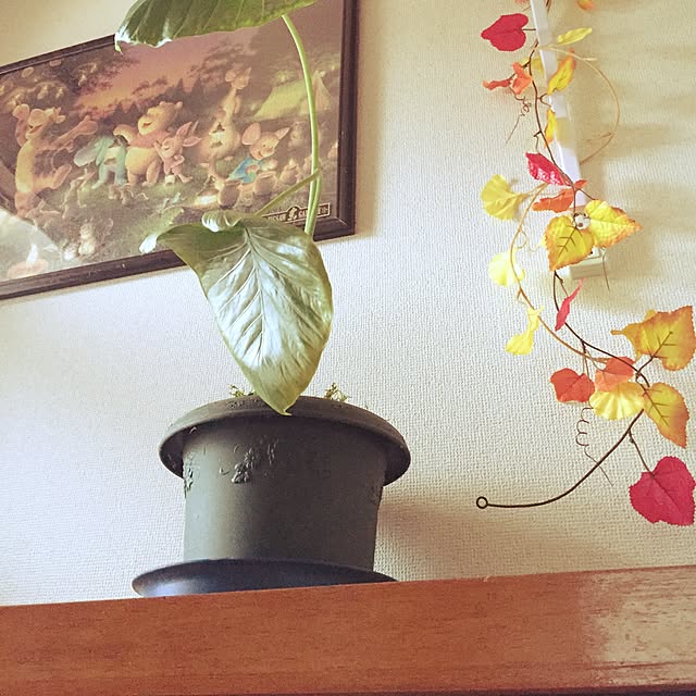 fruity anさんの実例写真